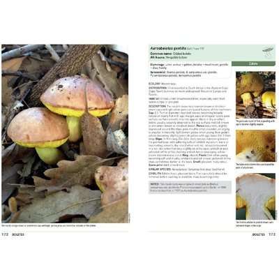 Mushrooms and Other Fungi of South Africa (Paperback)