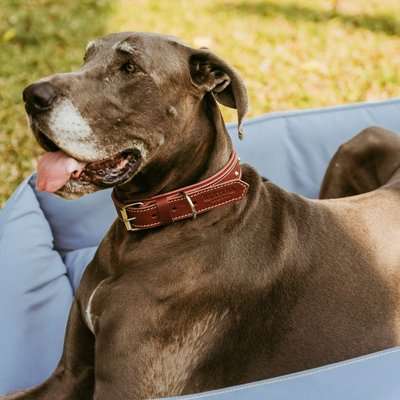 Huntlea Rhino Series - Heavy Duty Leather Collar (Navy)