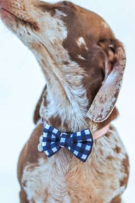 Dog's Life Bow Tie - Black and White Checkered (Black)