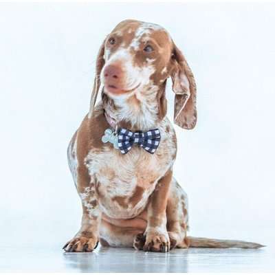 Dog's Life Bow Tie - Black and White Checkered (Black)