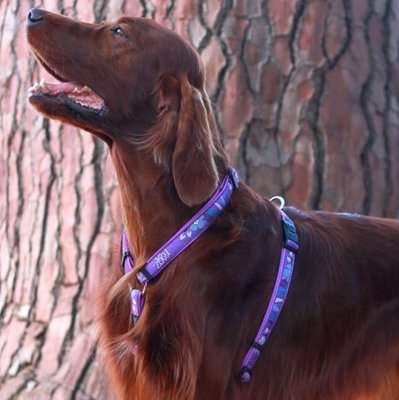 Rogz Fancy Dress Small 11mm Jellybean Classic Dog Harness (Purple Forest Design)