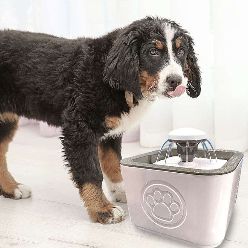 Dog and Cat Water Fountain