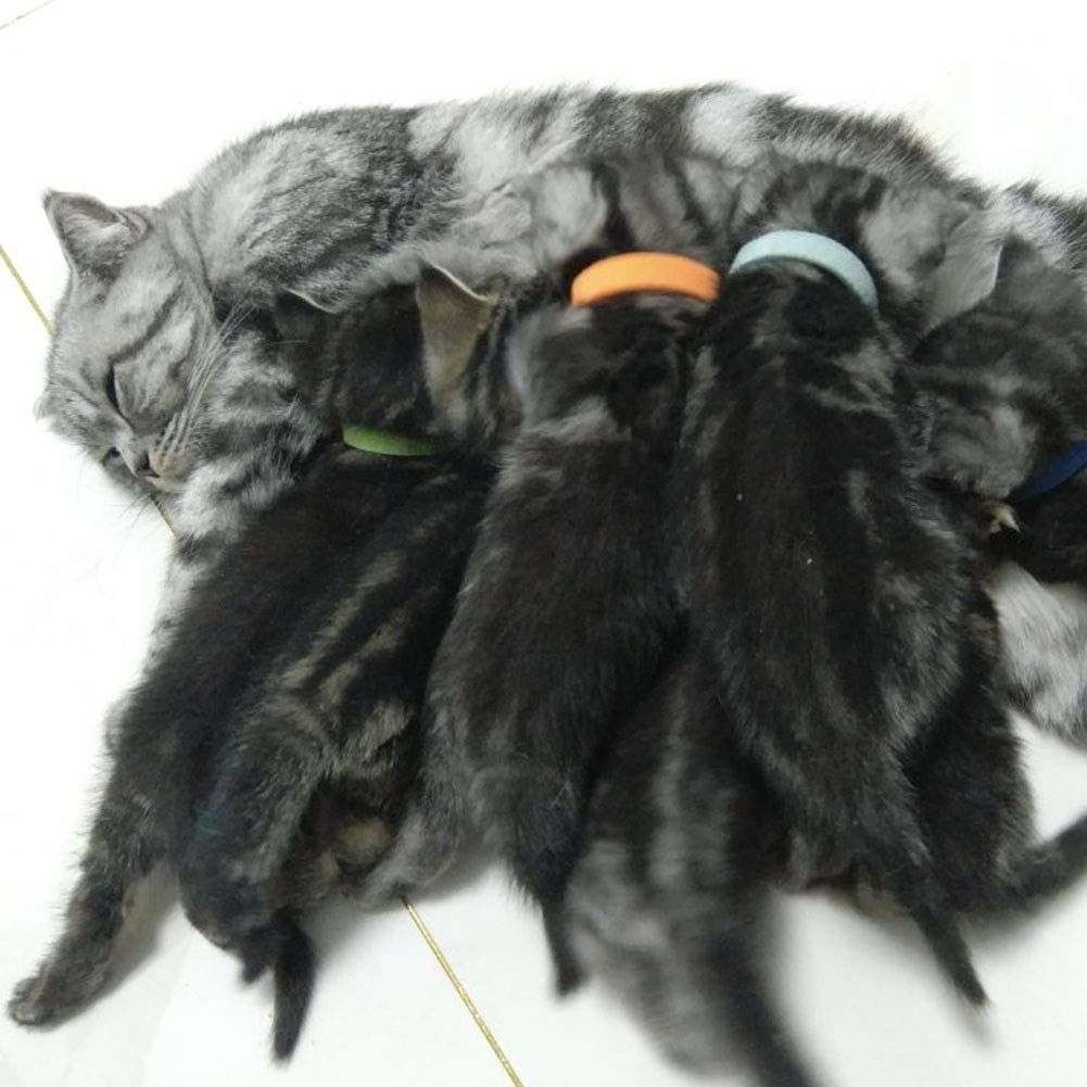 DHAO-12 Pics Adjustable Hook & Loop Collars in 12 Colors Pet Dogs/Cats - M