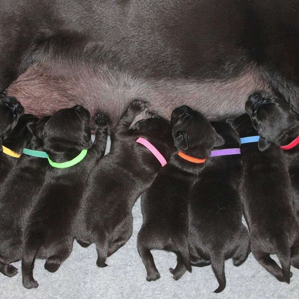 DHAO-12 Pics Adjustable Hook & Loop Collars in 12 Colors Pet Dogs/Cats - M