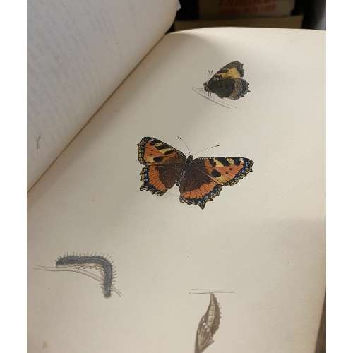 Morris's British Butterflies