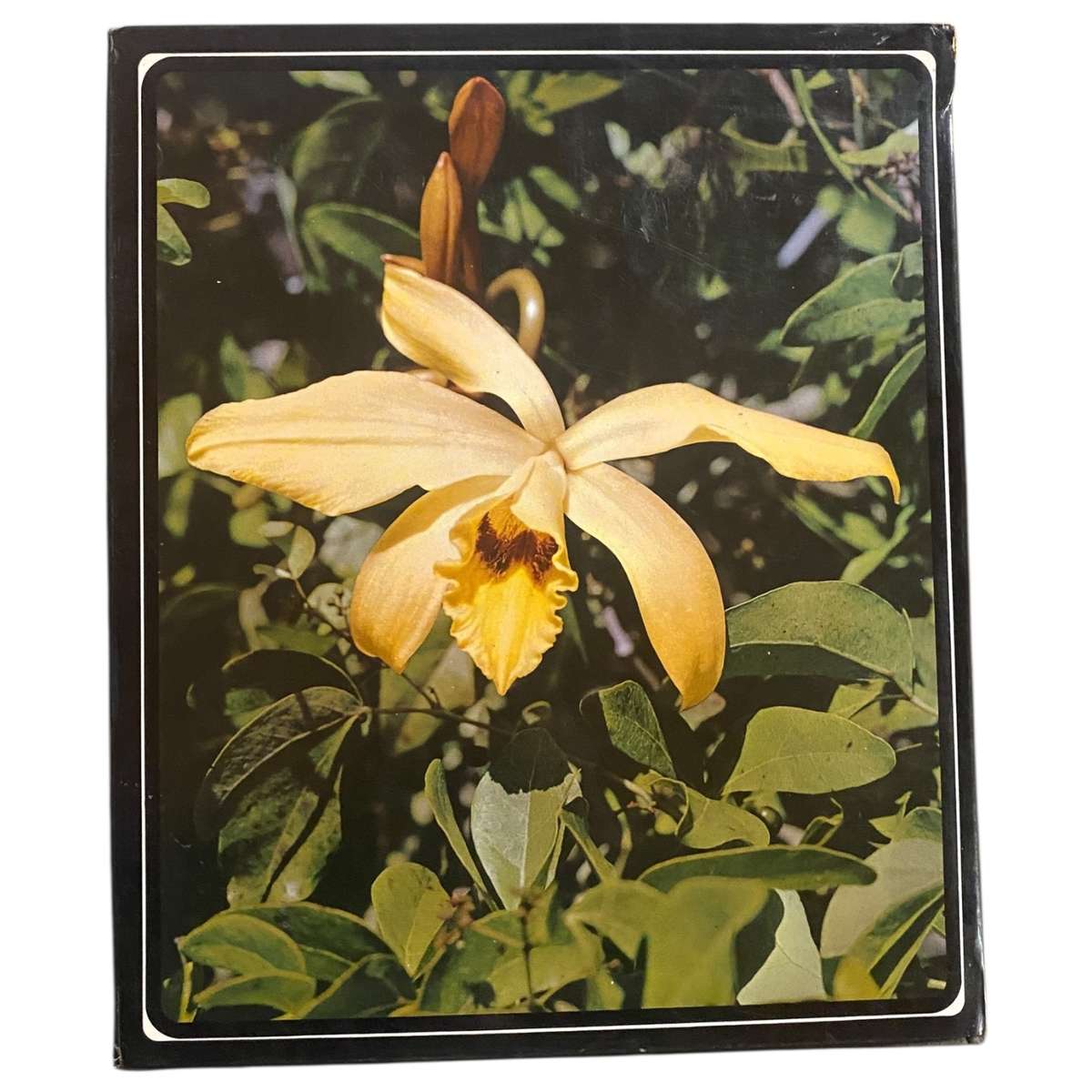 Orchids of Tropical Africa