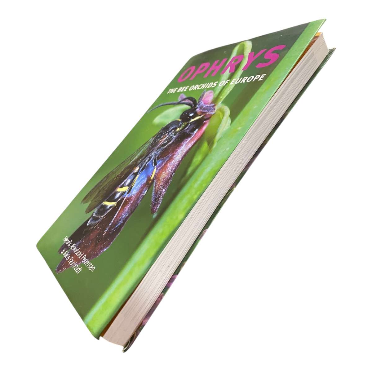 Ophrys; The Bee Orchids of Europe