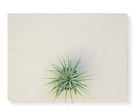 Air Plant Lonantha - Plain Marble | With Gold Circle Board 27cm diameter