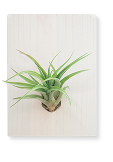 Air Plant Tillandsia Multiflora - Plain Marble | With Gold Circle Board 27cm diameter