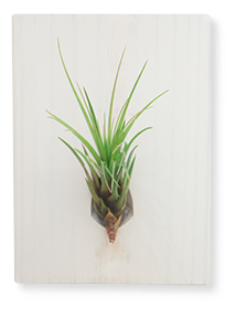Air Plant Melanocrater - Plain Marble | With Gold Circle Board 27cm diameter
