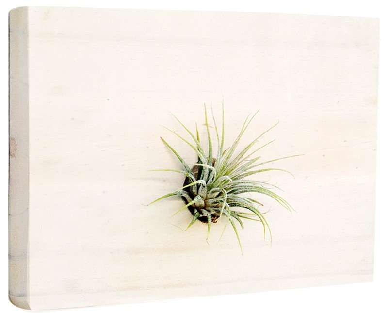 Air Plant Lonantha - Plain Marble | With Gold Circle Board 27cm diameter