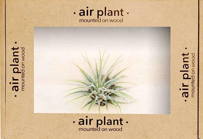 Air Plant Tillandsia Multiflora - Plain Marble | With Gold Circle Board 27cm diameter