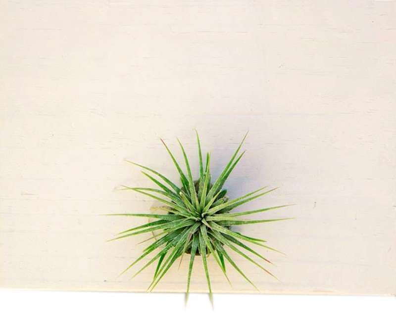 Air Plant Tillandsia Multiflora - Plain Marble | With Gold Circle Board 27cm diameter