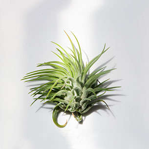 Ionantha - Air Plant