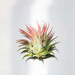 Ionantha - Air Plant