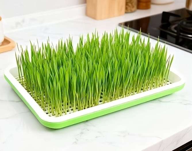2Piece Organic Seed Sprouter - Fresh Microgreens at Home