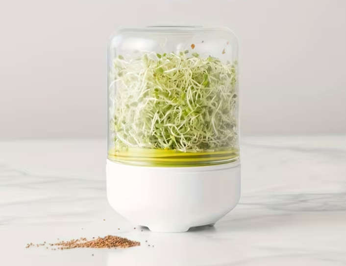 Countertop Seed Sprouter