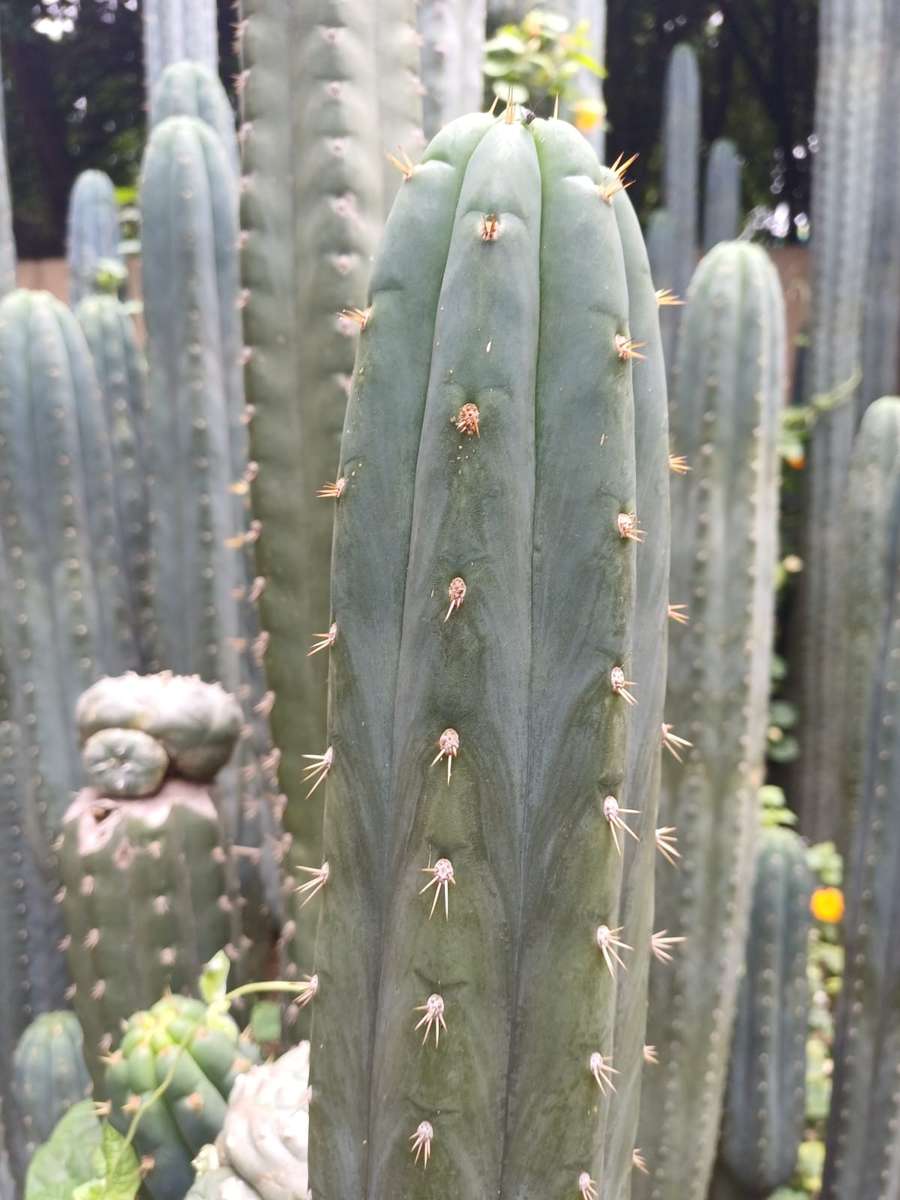 San Pedro cactus (Echinopsis pachanoi)