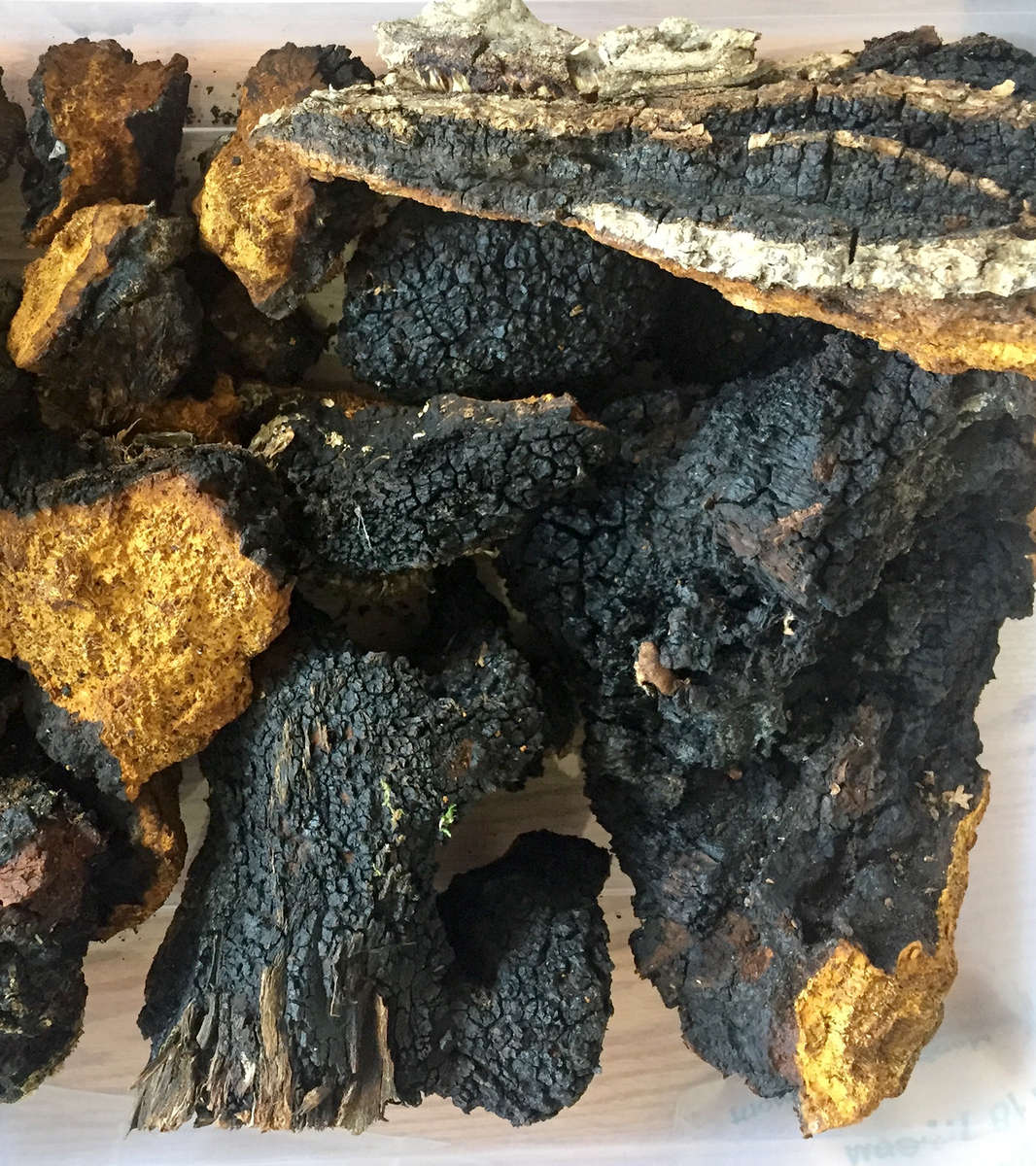 Frequency Fluid Liquid Alchemy Chaga Adaptogenic Botanical Extract 10ml