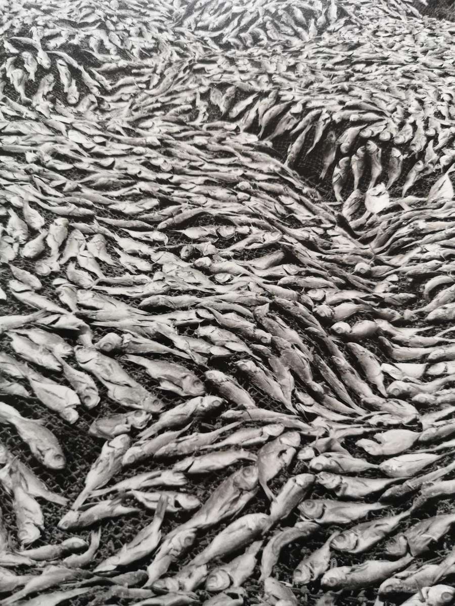 "Terreno Ocupado" by Jo Ractliffe - [senior lecturer at the Wits (University) School of Art]