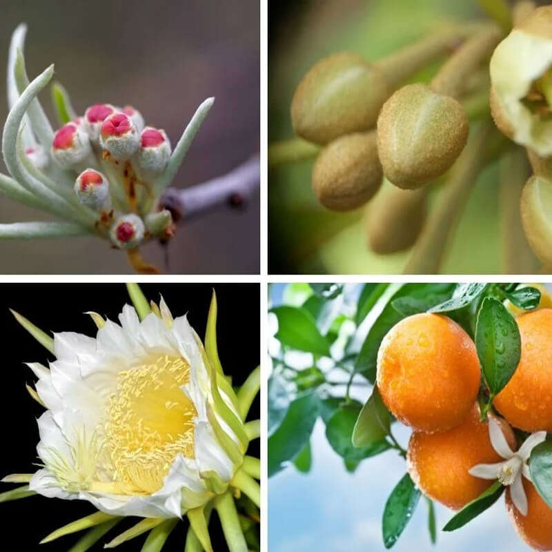 Palm Gardens 3-1-5 Fertilizer - 500g