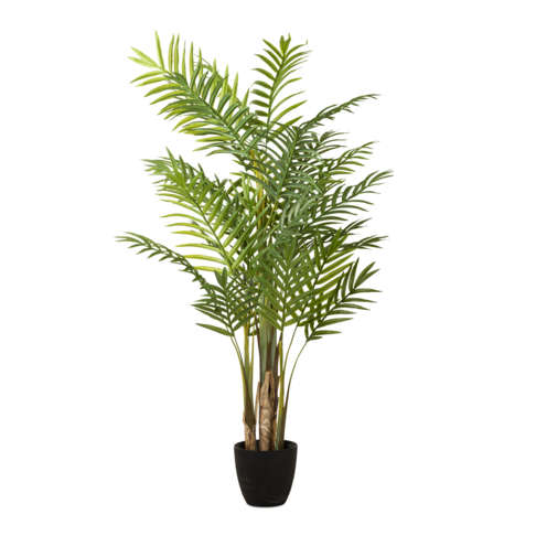 Bamboo Palm