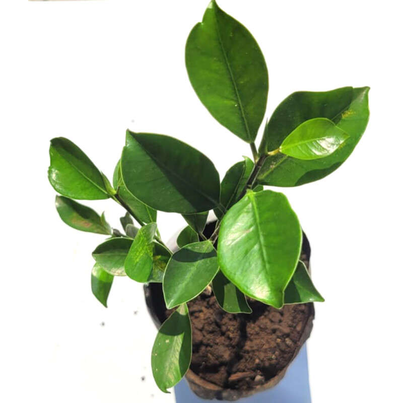 Ficus Ginseng