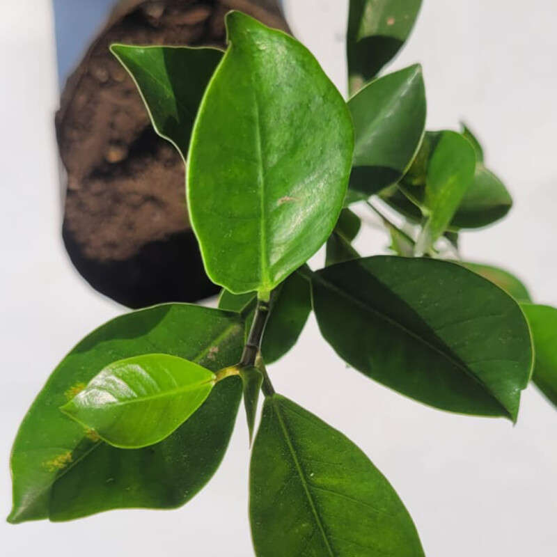 Ficus Ginseng