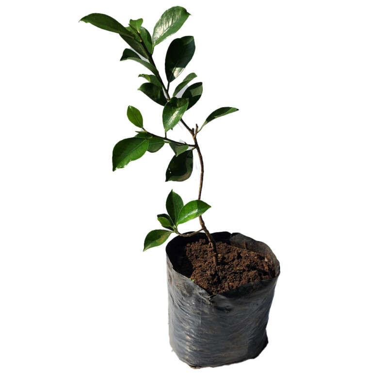 Ficus Ginseng