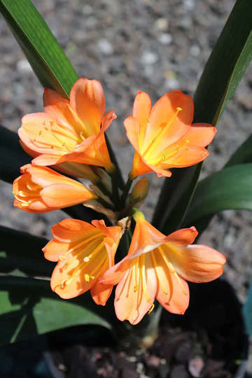 Clivia Miniata Bush Lily (Orange)