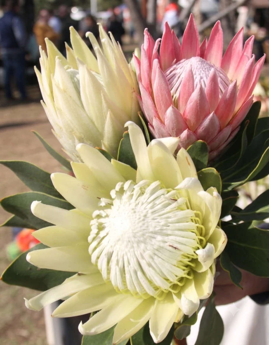 King Protea - Cynaroides