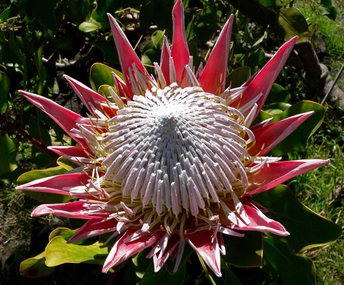 King Protea - Cynaroides
