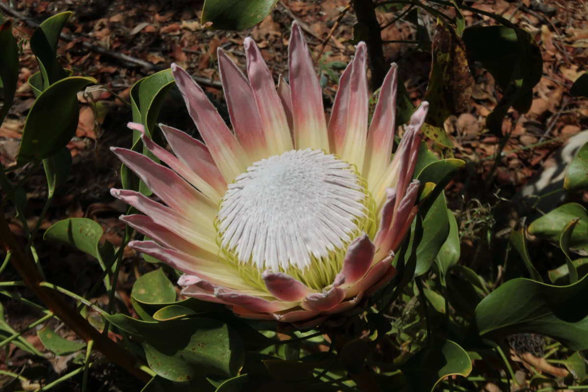 King Protea - Cynaroides