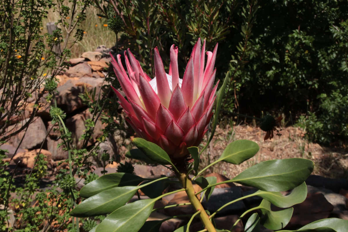 King Protea - Cynaroides