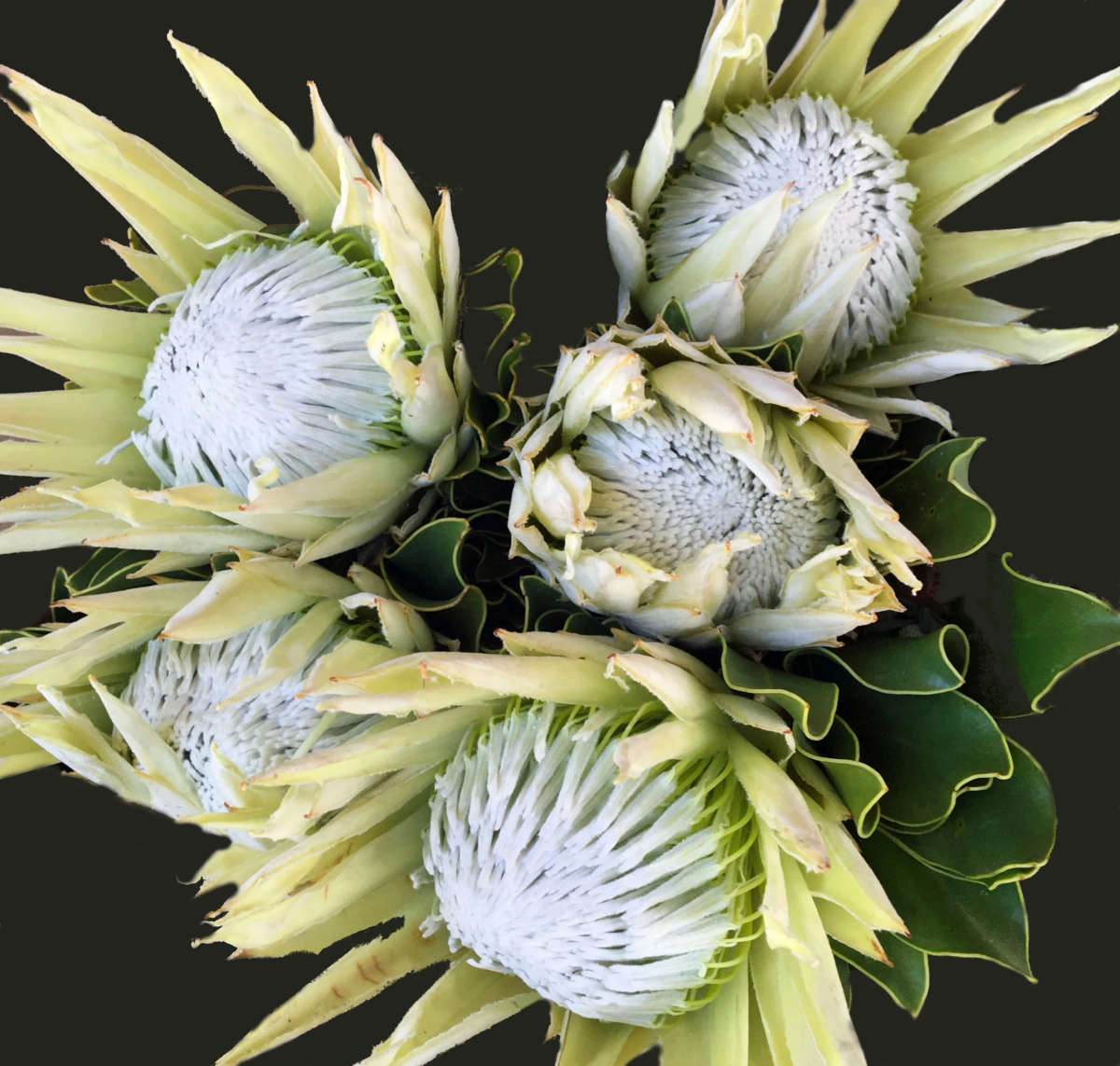 King Protea - Cynaroides