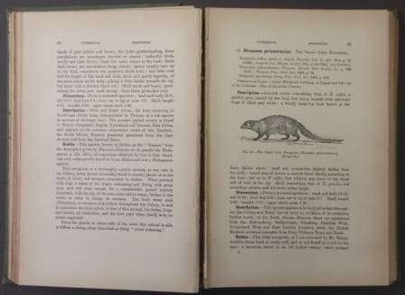 The Mammals of South Africa (Two Volume Set) - Sclater, W. L.