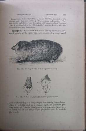 The Mammals of South Africa (Two Volume Set) - Sclater, W. L.