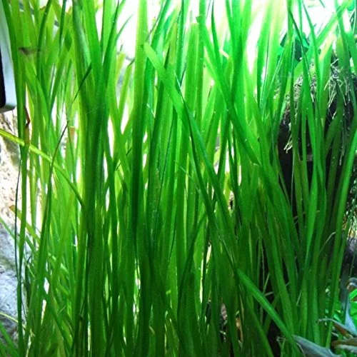 Vallisneria - 30cm+