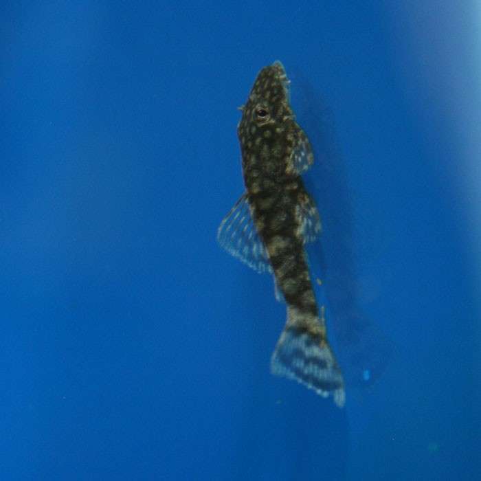 Bristlenose Pleco 3cm