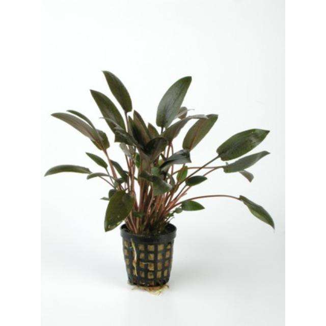 Cryptocoryne wendtii 'Long'