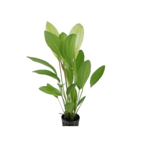 Echinodorus grandiflorus