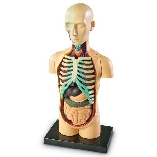 Human Body Model