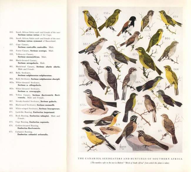 The Sunbirds of Southern Africa