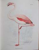 The Birds of Southern Africa by Finch-Davies (numbered edition)