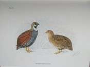 The Birds of Southern Africa by Finch-Davies (numbered edition)