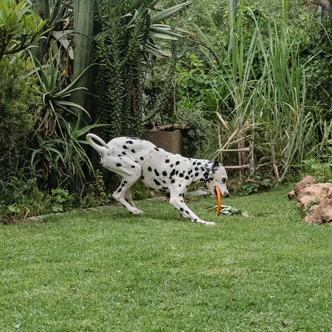 Aeroglide EVA Dog Toy | Zugo | Floating Lightweight Flying Disc for Dogs