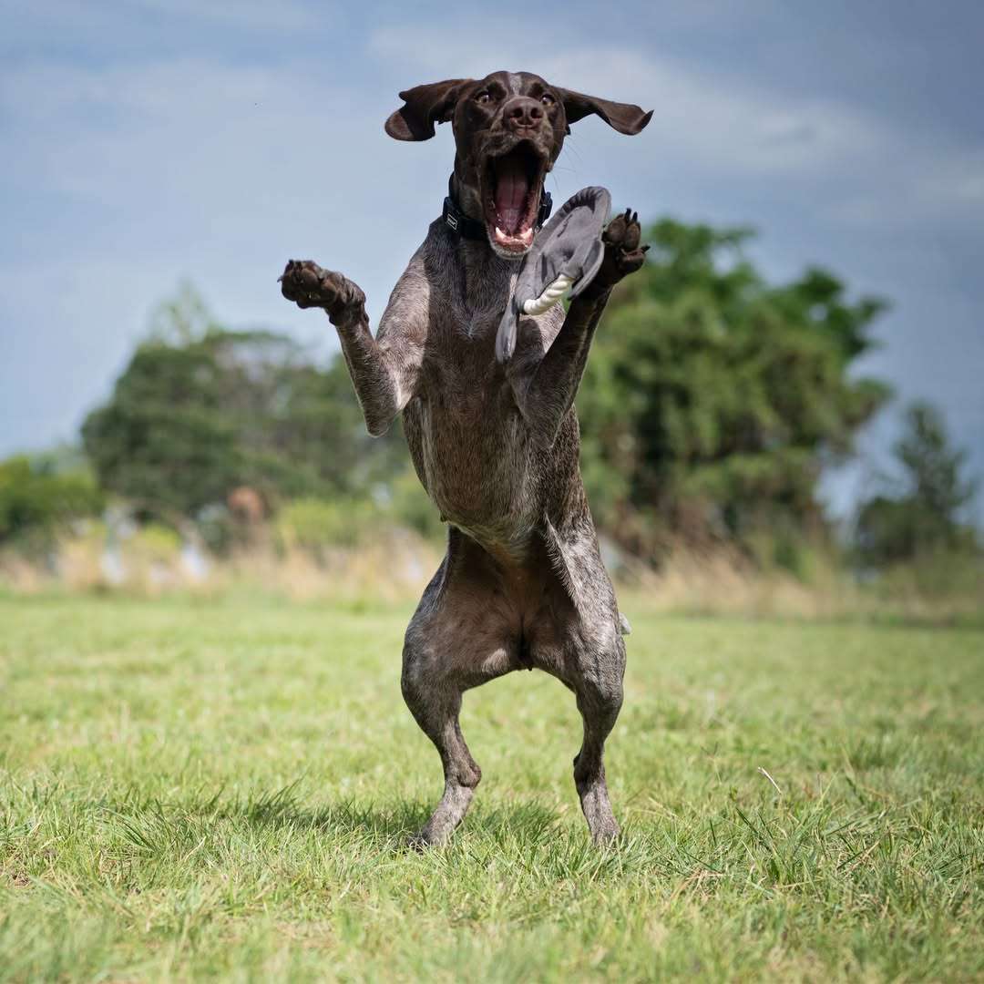 Frisbee Sloth Plush Dog Toy | Zugo | Soft, Unique Plush for Interactive Dog Play & Cuddling