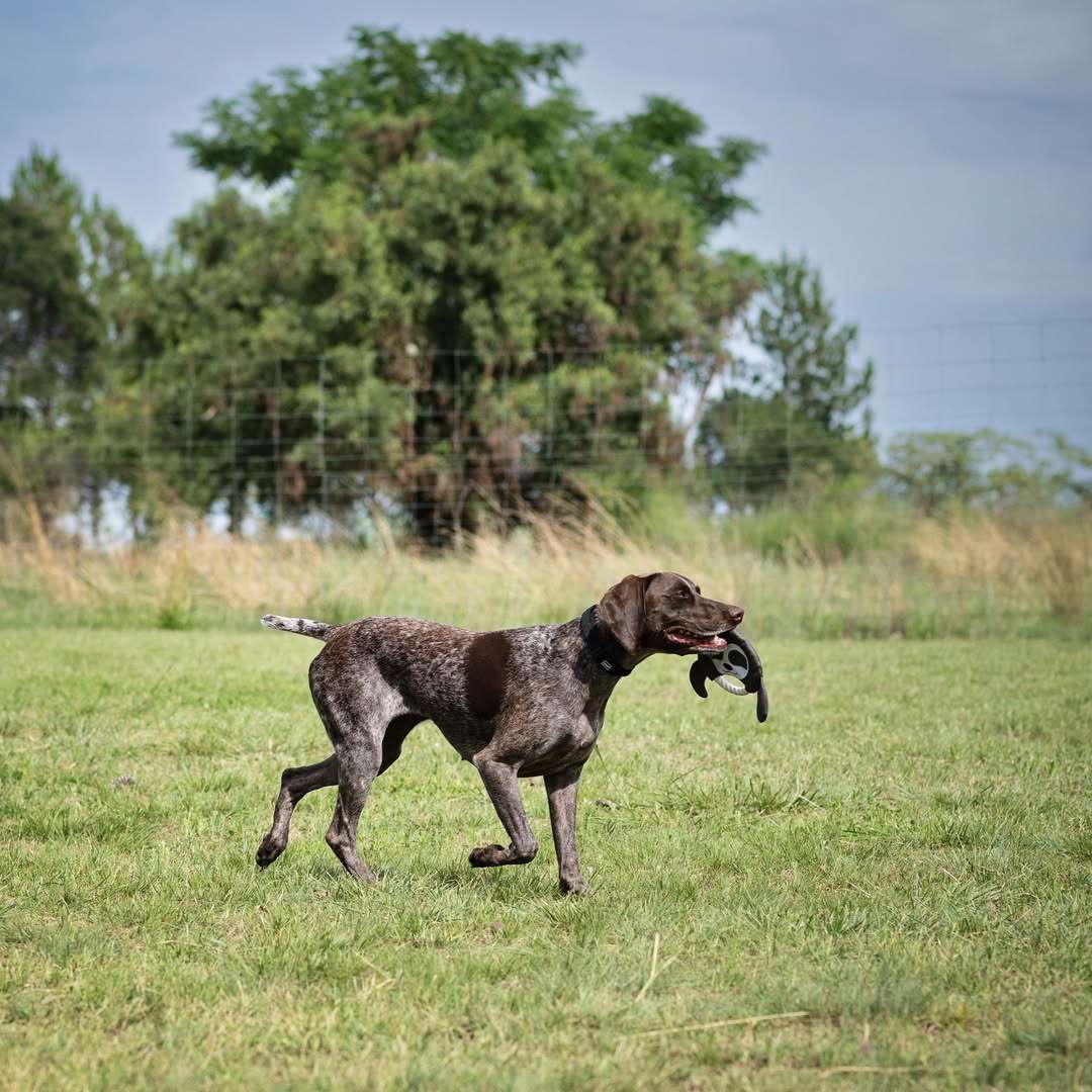 Frisbee Sloth Plush Dog Toy | Zugo | Soft, Unique Plush for Interactive Dog Play & Cuddling