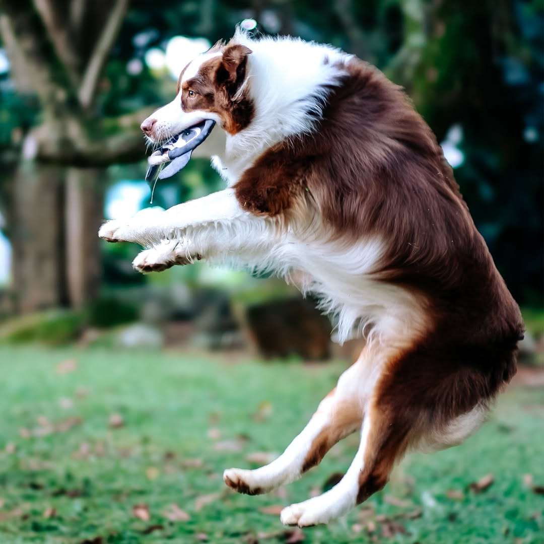 Frisbee Sloth Plush Dog Toy | Zugo | Soft, Unique Plush for Interactive Dog Play & Cuddling