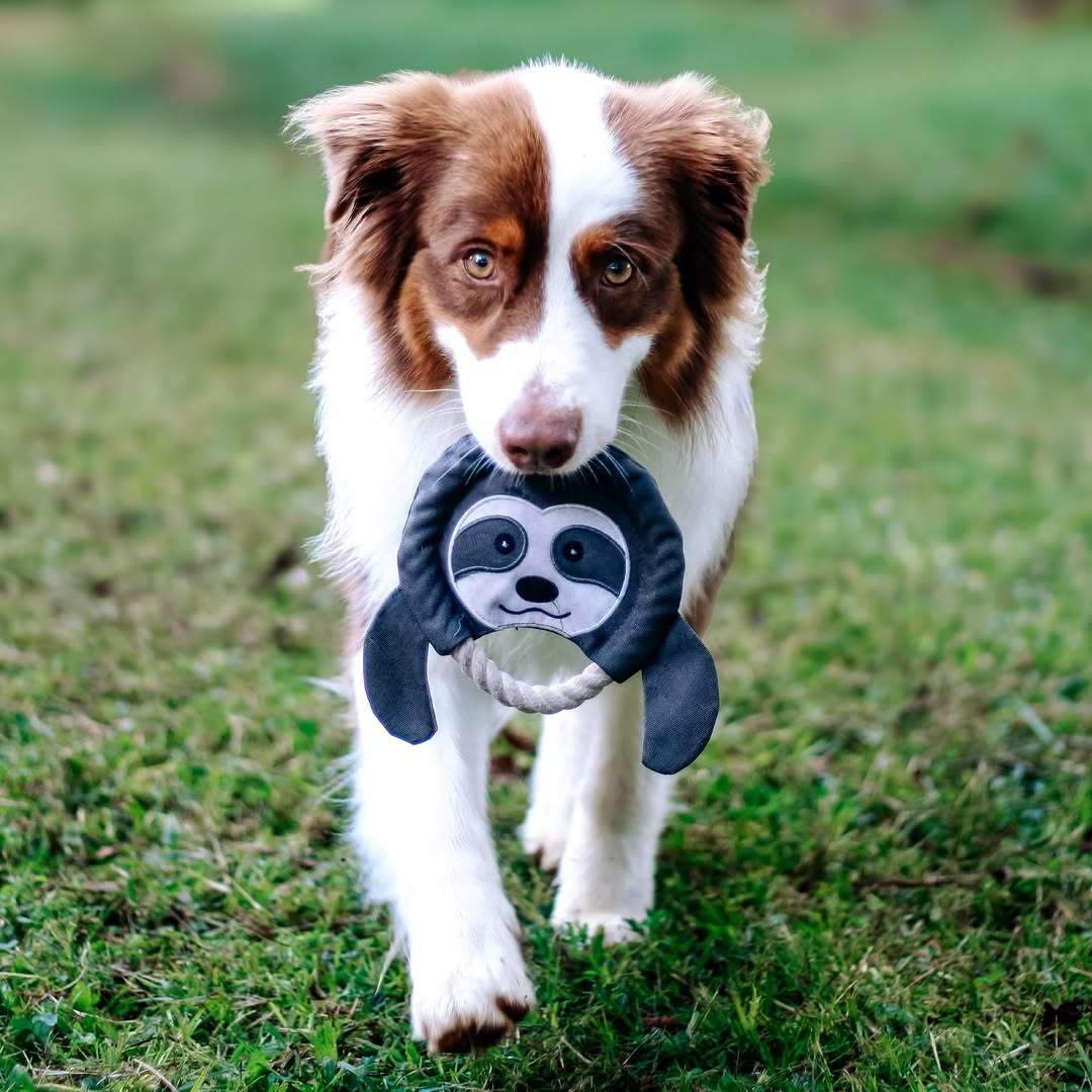 Frisbee Sloth Plush Dog Toy | Zugo | Soft, Unique Plush for Interactive Dog Play & Cuddling